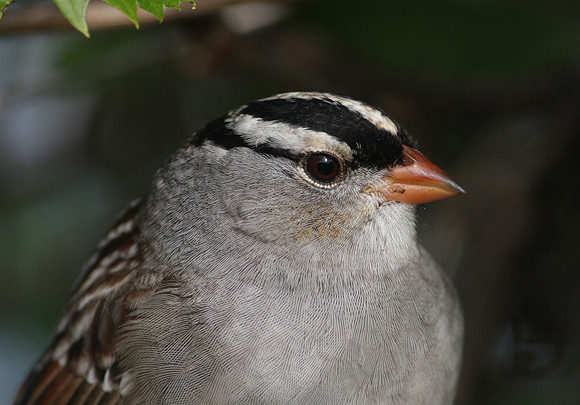 White-crowned Sparrow