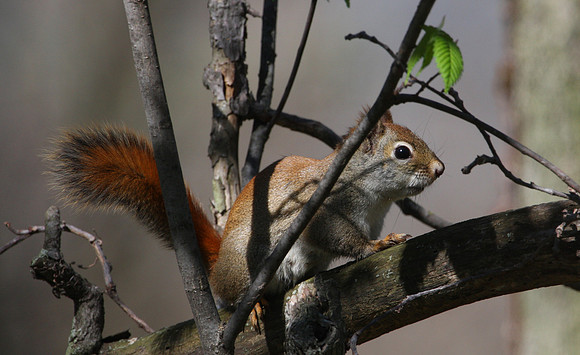 American Red Squirrel
