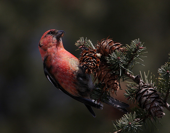White-winged Crossbill