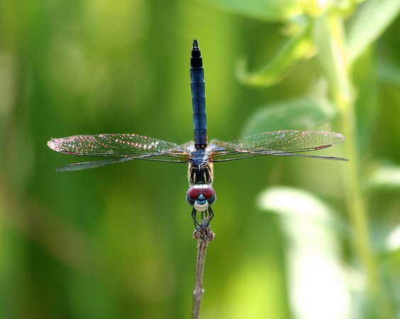 Blue Dasher