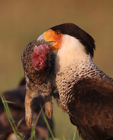 Crested Caracara with Rabbit