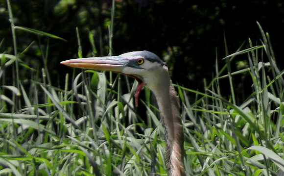Great Blue Heron (Injured)