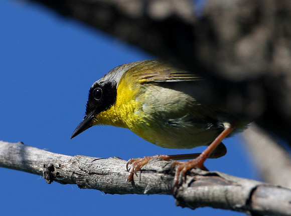 Common Yellowthroat (male)