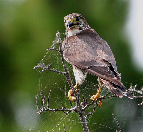 Merlin