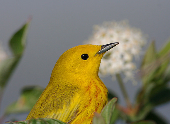 Yellow Warbler Closeup