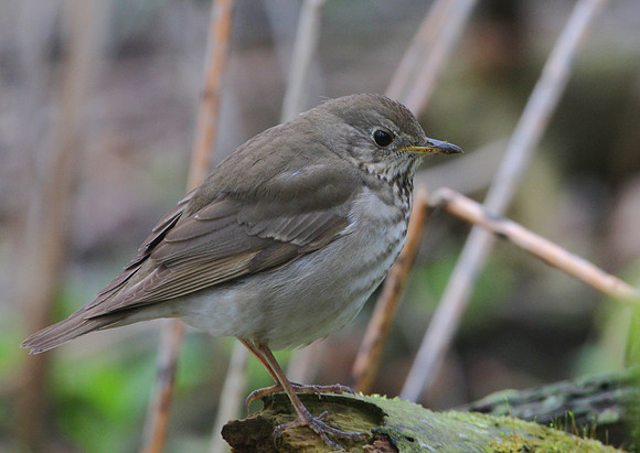Gray-cheeked Thrush