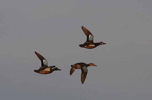 Blue Winged Teal