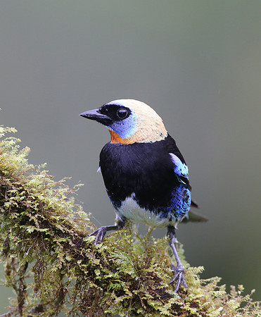 Golden-hooded Tanager - Laguna Lagarto, Costa Rica