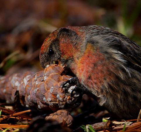 White-winged Crossbill