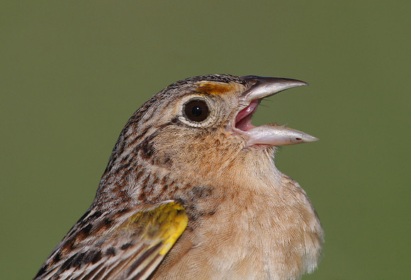 Grasshopper Sparrow Closeup