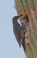 Gila Woodpecker