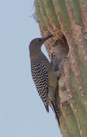 Gila Woodpecker