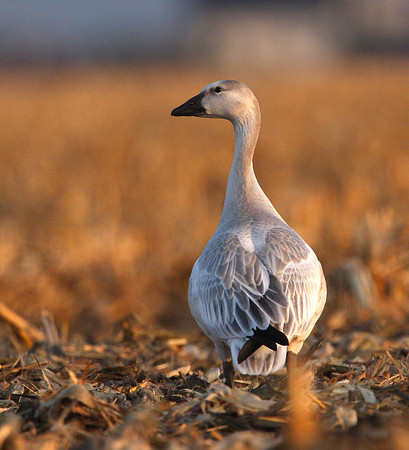 Snow Goose