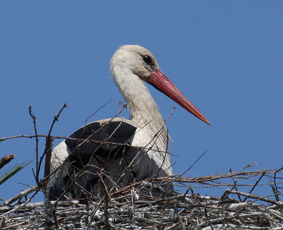 White Stork - Ukraine