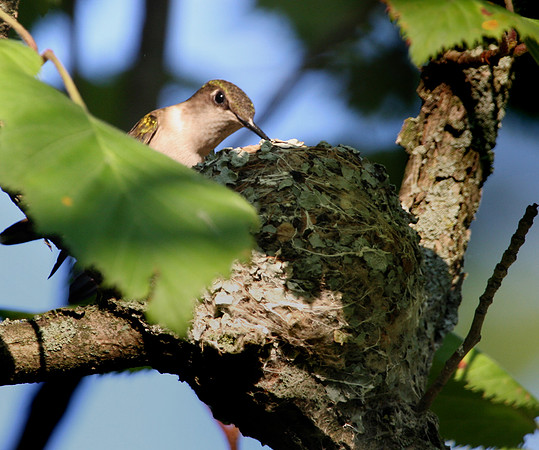 Ruby-throated Hummingbird at nest