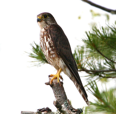 Merlin