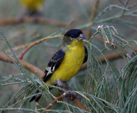 Lesser Goldfinch