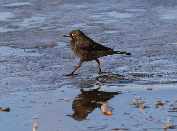 Rusty Blackbird - Lockport Prairie, IL