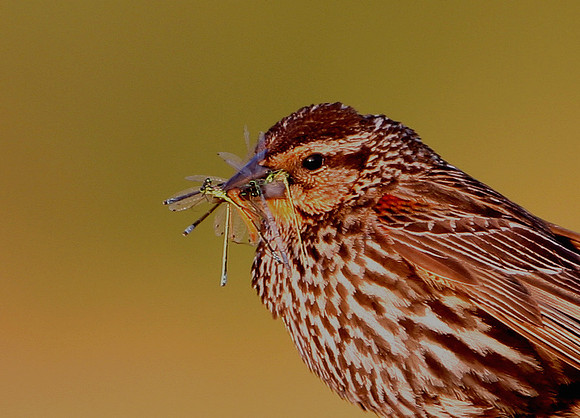 Red-winged Blackbird (female with damselflies)