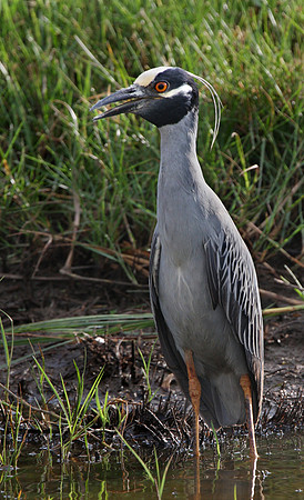 Yellow-crowned Night Heron Louisianna Roadside