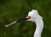 Snowy Egret with prey