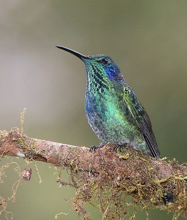 Green Violetear - Suria, Costa Rica