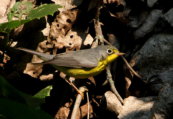 Canada Warbler