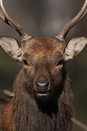 Sika Deer