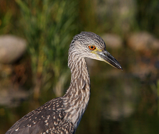 Yellow-crowned Night Heron (Juvenile)