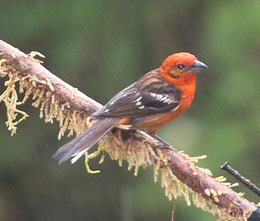 Flame-colored Tanager - Suria, Costa Rica