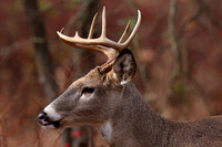 White-tailed Deer Buck