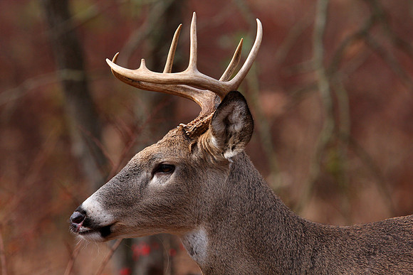White-tailed Deer Buck