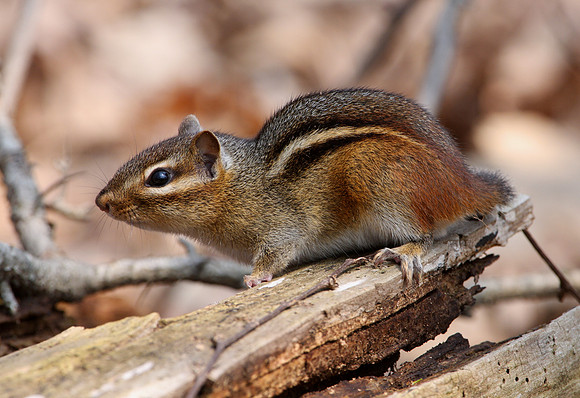 Eastern Chipmunk