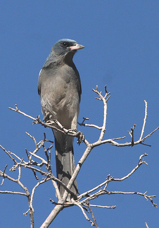 Mexican Jay - Chiricahua National Monument Arizon