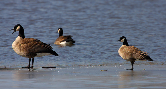 Cackling Goose