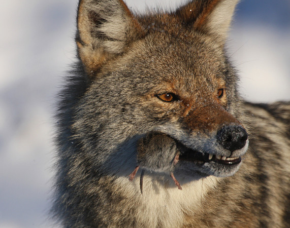 Coyote with Vole