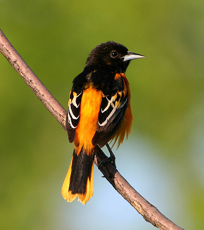 Baltimore Oriole (male)