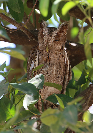 Pacific Screech Owl - Casa Solimar, Costa Rica