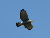 Gray Hawk