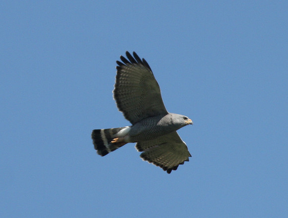 Gray Hawk
