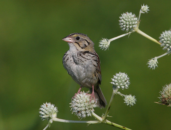 Henslow's Sparrow on Rattlesnake Master