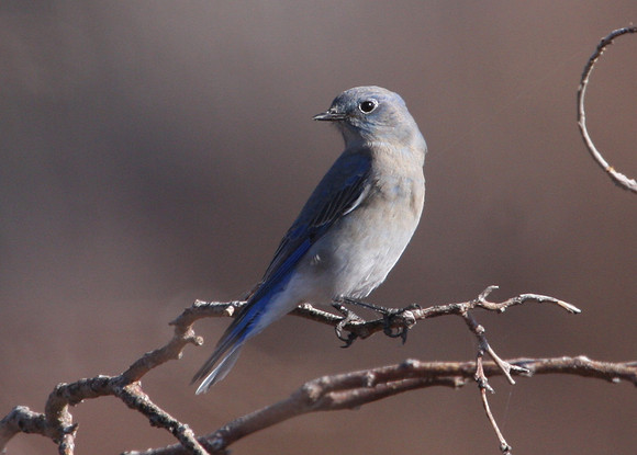Mountain Bluebird
