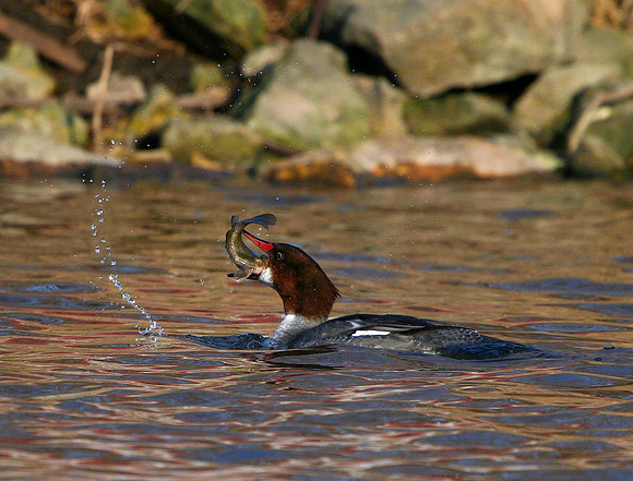 Common Merganser with fish #2