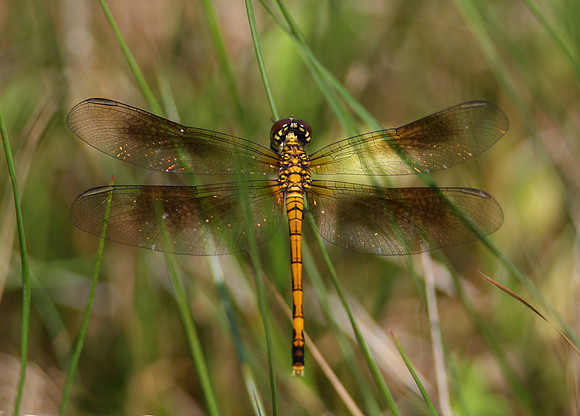 Seaside Dragonlet