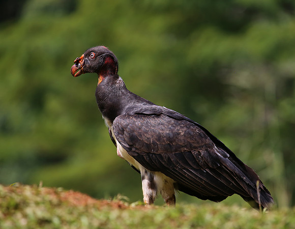 King Vulture - Laguna Lagarto, Costa Rica