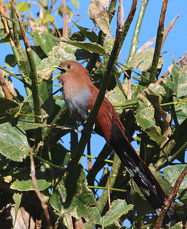 Squirrel Cuckoo - San Jose, Costa Rica
