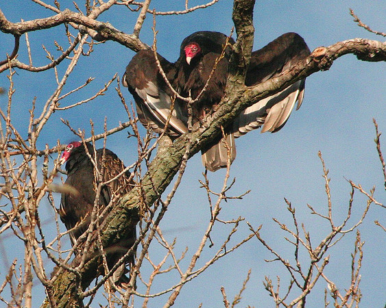 Turkey Vultures