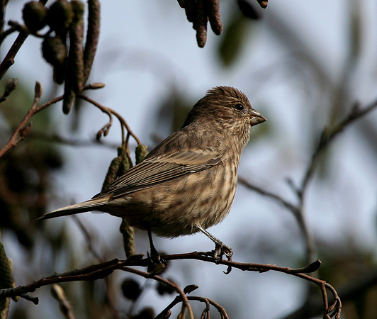 House Finch (female