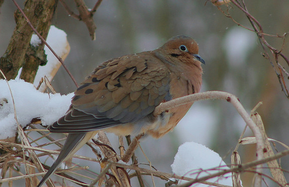 Mourning Dove