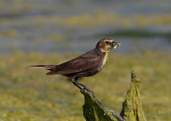 Yellow-headed Blackbird
